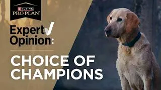 Thumbnail: Performance Hunting Dog Food Trusted by Pros and Proven by Champions