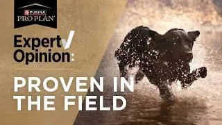 Thumbnail: Hunting Dog Food for Peak Performance in the Field or On the Water