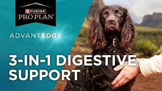 Thumbnail: Pro Plan AdvantEDGE Digestive Support+ Dog Food