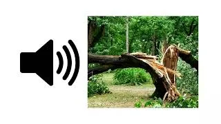Thumbnail: Tree Falling - Sound Effect