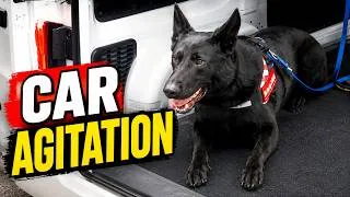 Thumbnail: 🚗 2-Year-Old Black GSD "Ian" | Car Agitation & Family Protection Training