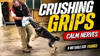 Thumbnail: 🛡️ 10-Mo Sable GSD "Frankie" | Crushing Grips, Calm Nerves & Powerful Protection Instincts at PDS!