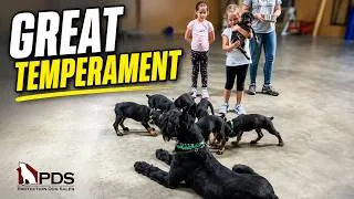 Thumbnail: 🐾 11-Mo Giant Schnauzer "Lyle" | Kids, Doberman Puppies, Down-Stay & Exceptional Family Temperament