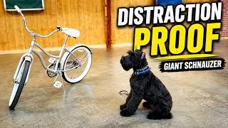 Thumbnail: 🔥 6-Mo Giant Schnauzer "Jax" | Tug Drive, Clean Outs, Bike Skills & Advanced Obedience at PDS