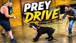 Thumbnail: 🛡️ 8-Mo Giant Schnauzer "Lyle" | Early Protection Training, Strong Nerves, Grip & Confidence at PDS