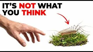 Thumbnail: never kill the HOUSE CENTIPEDE in your house — here's the real reason