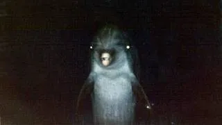 Thumbnail: The Animal Incidents Iceberg (Full Video)