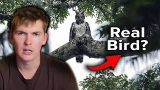Thumbnail: The Weird Bird Iceberg: Creatures Stranger Than Fiction