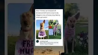 Thumbnail: Dogs are a blessing❤️#dog #doglover #viralvideo