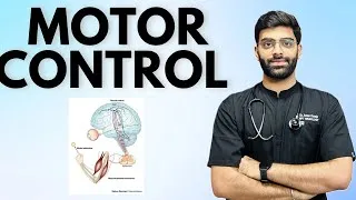 Thumbnail: Information Processing - MOTOR CONTROL 🧠