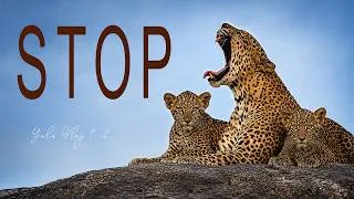 Thumbnail: World’s Best Wildlife Safari Adventure: Mother Leopard & Two Cubs Right in Front of Our Jeep! 🐆