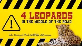Thumbnail: Have You Ever Seen 3 Male Leopards & 1 Female in One Place? | Yala National Park Safari Adventure.
