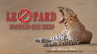 Thumbnail: Leopard Blocks Our Road in Yala! 🐆 World’s Best Place to See Leopards | Safari Vlog 5