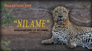 Thumbnail: Leopard  Story of Survival and Territory