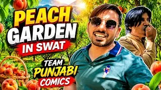 Thumbnail: Peach Garden in Swat Valley | Punjabi Comics Tour | Pakistan Juicy Peach Orchard 