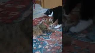 Thumbnail: play fight #catshorts #catvideos #adoptdontshop