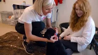 Thumbnail: Bringing home a German Shepherd Puppy | Crate Conditioning | Socialising