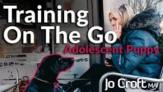 Thumbnail: Training On-The-Go with my Adolescent Puppy | Socialisation