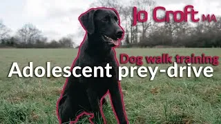 Thumbnail: Organic Walk Training with Adolescent Dog | Prey Drive | Recall
