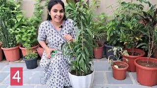 Thumbnail: 10 Easy Plant Cuttings to Grow | Dos & Don'ts, Essential Tips & Tricks