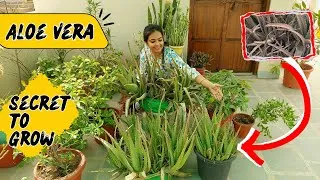 Thumbnail: Aloe Vera Plant को इस तरह करें Grow, मिलेंगे 100% Results - Complete Aloe Vera Care & Secret to Grow