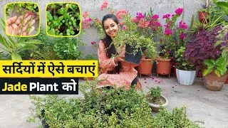 Thumbnail: सर्दियों में इन 4 बातों का ध्यान नहीं रखा तो मर जायेंगे सारे Jade Plants | Winter Care of Jade Plant