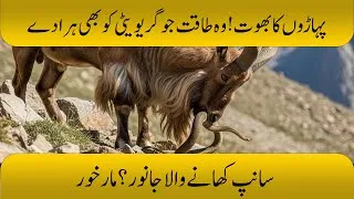 Thumbnail: Pakistan Ki Shan Markhor Jo Saanp Khata Hai Aur 10000 Feet Par Rehta Hai