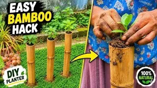 Thumbnail: Gardening Hacks  😮0$ Bamboo Gardening Hack 🌿 Growing Spinach at Home🌱🌱