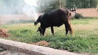 Thumbnail: Funniest Village Animals Moments 😂🐄🐐🐓 | You Will Laugh Non-Stop