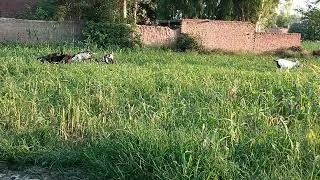 Thumbnail: 🐐 VILLAGE GOATS GO WILD! Funniest Grazing Moments You’ll Ever See 😂