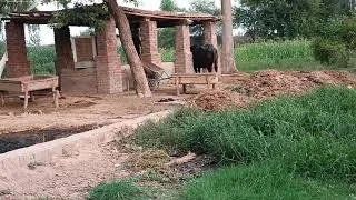 Thumbnail: Village Animals Routine Will Melt Your Heart 🥺❤️