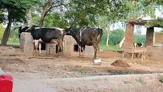 Thumbnail: Magical Village Animals 🐄 _The Most Peaceful Day Ever