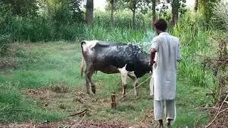 Thumbnail: "A Day With Village Animals 🐄 The Most Peaceful & Stunning Life You’ll Ever See"*