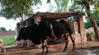 Thumbnail: Village Animals Is Crazy! 🐄🐔🐐 | Full Day With Cows, Goats & Donkey 