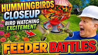 Thumbnail: Hummingbirds Closeup, Bird Watching Excitement 7 11 2026