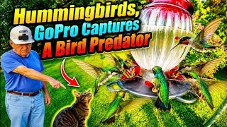 Thumbnail: Hummingbirds, GoPro Captures A Bird Predator 7 09 2026