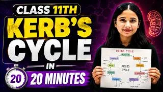 Thumbnail: Krebs Cycle Quick Revision | Class 11 Biology
