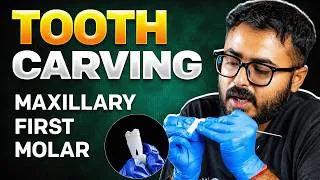 Thumbnail: Tooth Carving : Maxillary First Molar | Maxillary 1st Molar | Step By Step Guide | Tooth Morphology