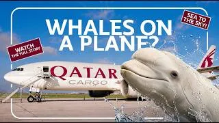 Thumbnail: How do you move Beluga Whales across a continent?