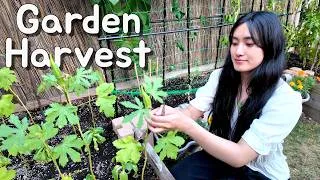 Thumbnail: Harvest with Me! | Suburban Raised Garden Bed Update