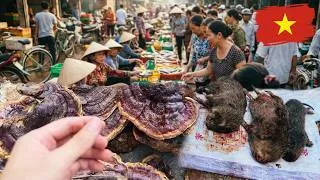 Thumbnail: Exploring the Laos–Vietnam Border Market | Fresh Local Produce | Quang Nguyen Travel & Farm Life