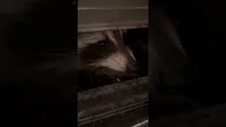 Thumbnail: NYC raccoons as polite dinner guests