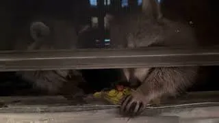 Thumbnail: NYC raccoons eating nuts close up zen video sound on