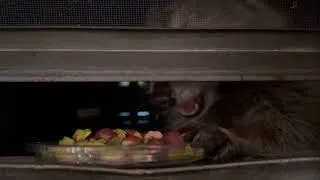Thumbnail: NYC raccoons eating close up