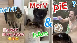 Thumbnail: Binge Watch Merv The Talking Cat Funniest Moments 😂
