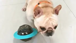 Thumbnail: Fast moving dog treat dispensing toy for pet store in North America #pets  #petstore