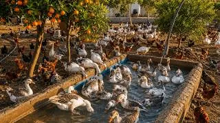Thumbnail: A Busy Farm Morning with Geese and Chickens