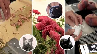 Thumbnail: Slow living in Spain | Silent vlog of a quiet life in a tiny apartment with three cats