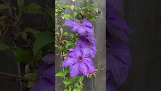 Thumbnail: After the Rain... Nature Looks Magical 🌧️🌸 | Purple Clematis in Bloom