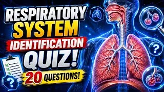 Thumbnail: Student Guide for Exam - Respiratory System Identification Quiz 